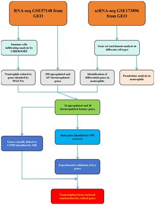 Identification of novel biomarkers related to neutrophilic inflammation in COPD